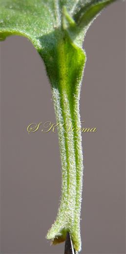  Winged Petiole
